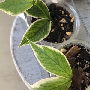 Hoya polyneura outer variegated